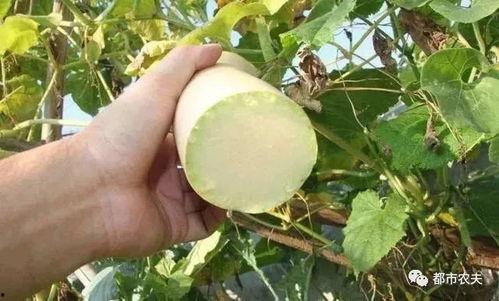 砍瓜怎么吃不苦