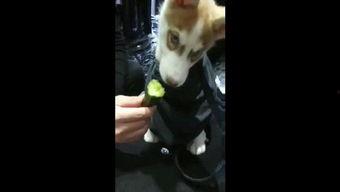 狗仔在线吃瓜视频