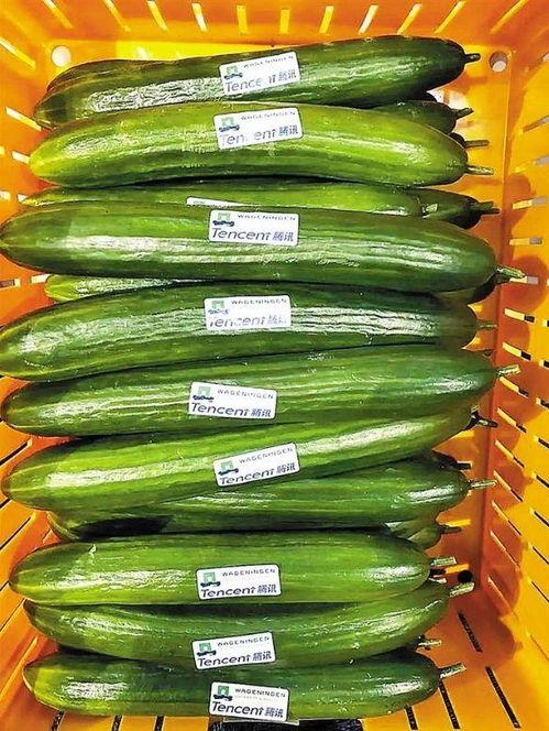 小赖瓜咋样吃,解锁美味新体验