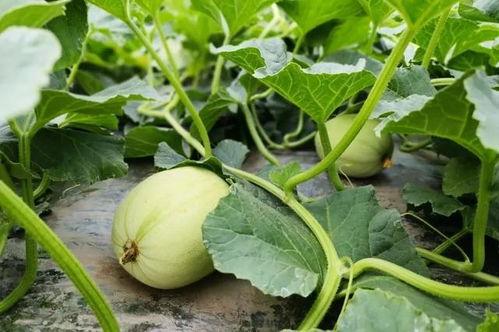 小赖瓜咋样吃,解锁美味新体验