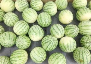 云南安宁吃瓜,探寻云南安宁的夏日美食之旅