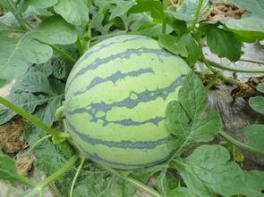 云南安宁吃瓜,探寻云南安宁的夏日美食之旅