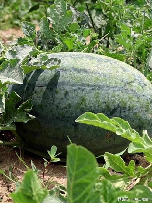 滕州车上吃瓜,一场意外的美食之旅