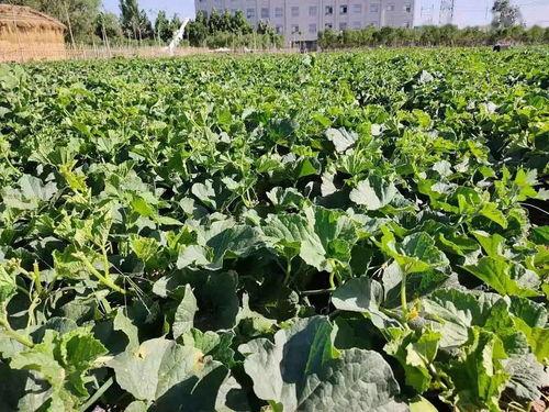 打卡建筑吃瓜,一场建筑与味蕾的奇妙邂逅