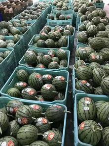 吃瓜网友聚集地