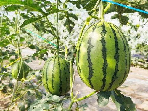 昆明瓜哪里吃,昆明瓜果美食之旅