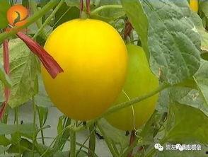 剪映吃瓜,揭秘短视频背后的娱乐狂欢