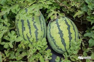 剪映吃瓜,揭秘短视频背后的娱乐狂欢