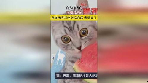 吃瓜看猫猫,一场别开生面的视觉盛宴