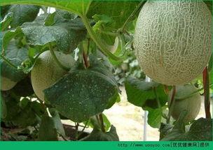 吃哈密瓜会胖吗瓜,吃哈密瓜真的会胖吗？