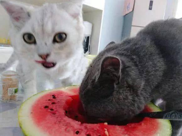 猫咪吃瓜把蛋吃没了后续,瓜果成精，蛋蛋不翼而飞