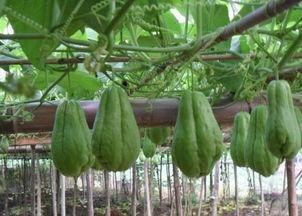 人吃心脏的瓜,揭秘人类食心习俗的神秘面纱