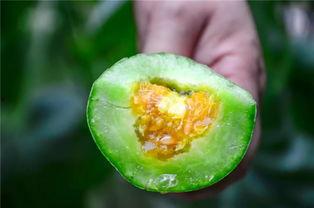 吃心脏是什么瓜