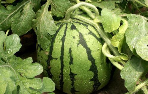 吃心脏是什么瓜